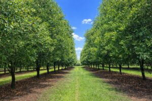 rows of macadamia trees