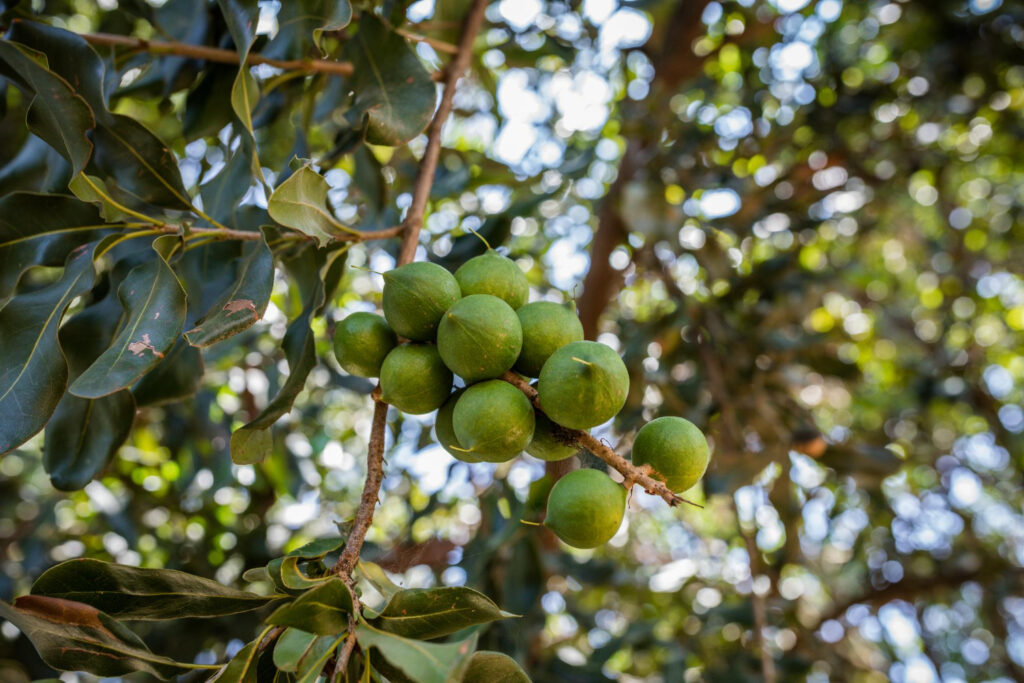 macadamia tree
