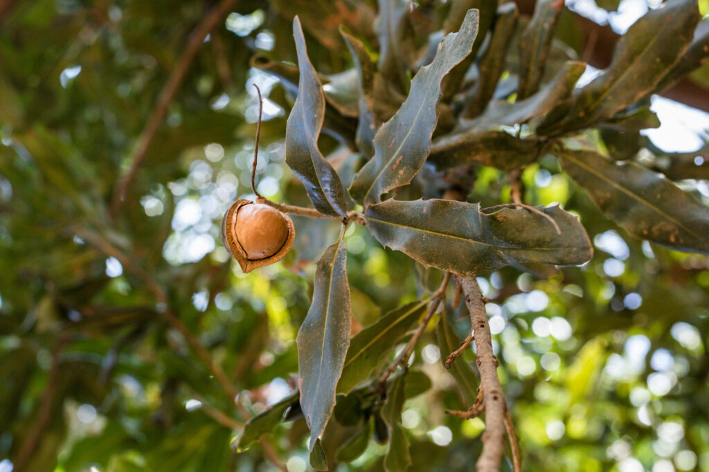 macadamia tree