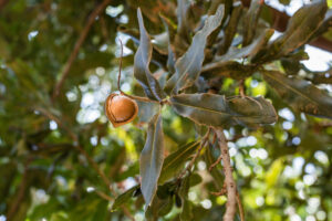 macadamia tree