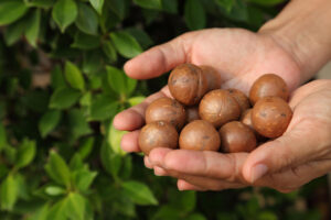 macadamia tree