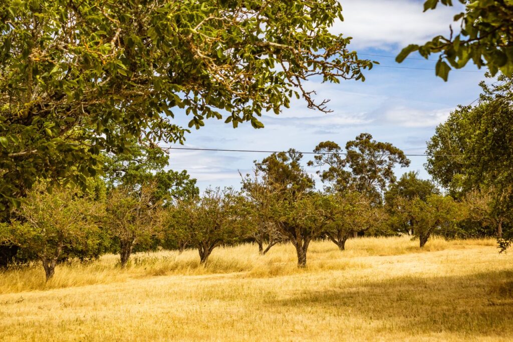 Macadamia Farm