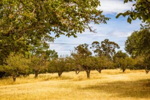 Macadamia Farm